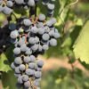 Grape