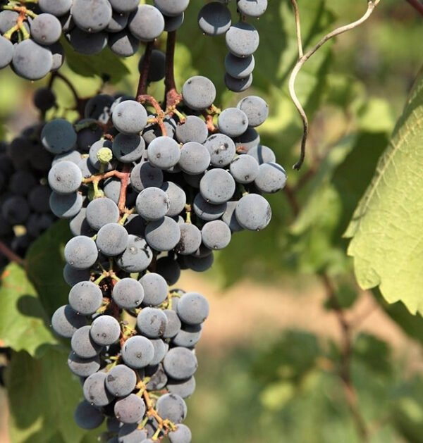 Grape
