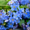 Forget Me Not