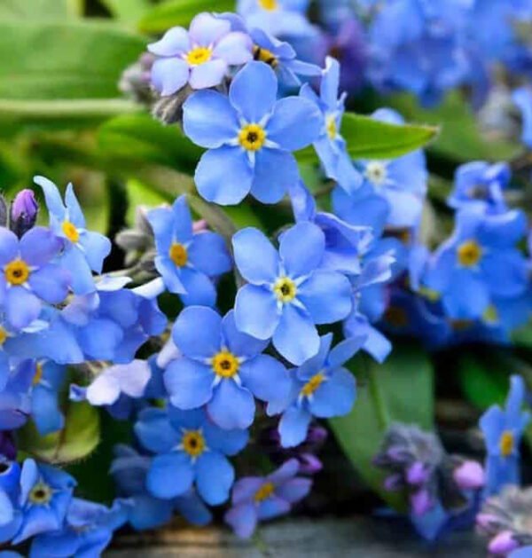 Forget Me Not