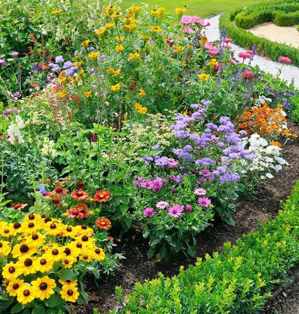 Wild Flowers