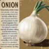 Onion