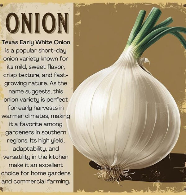 Onion