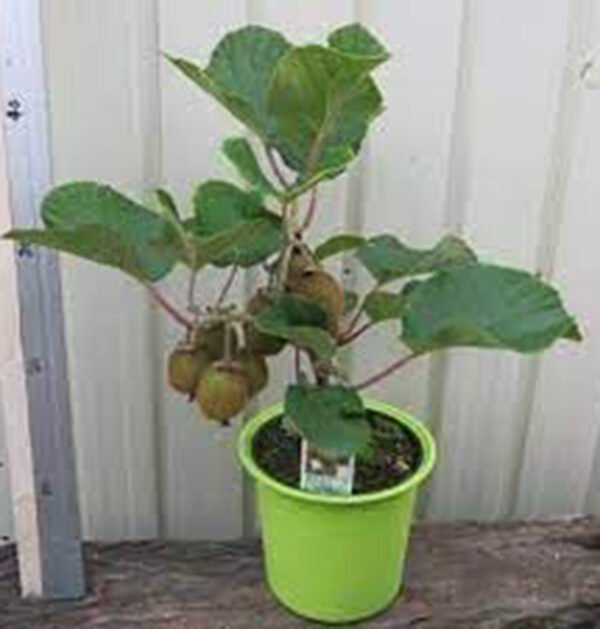 Kiwi