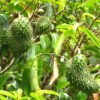Soursop