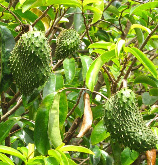 Soursop