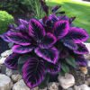 Mixed Hostas