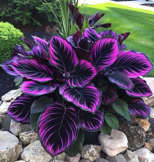 Mixed Hostas