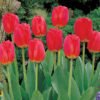 Tulip