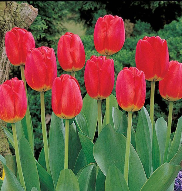 Tulip