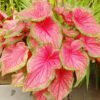 Caladium Bicolor