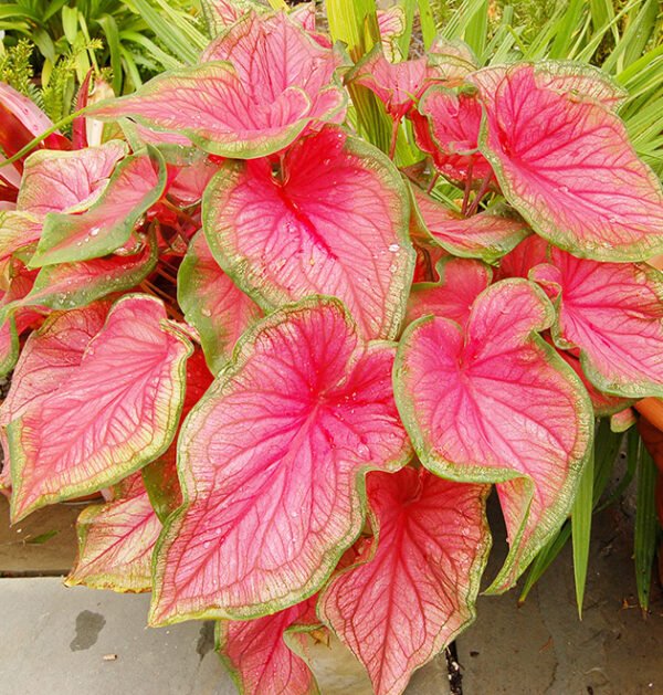 Caladium Bicolor