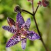 Toad lily