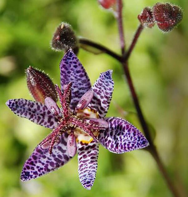 Toad lily