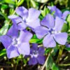 Periwinkle Small