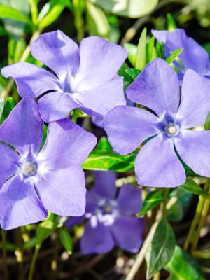 Periwinkle Small