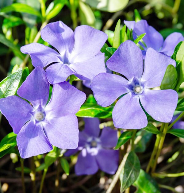 Periwinkle Small