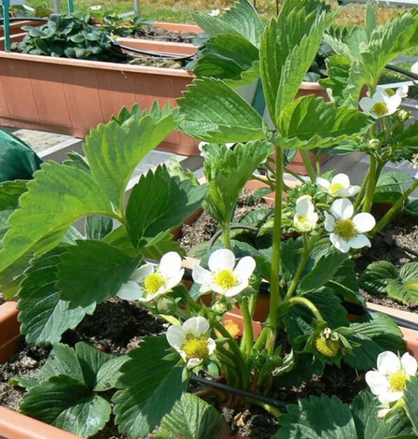 Strawberry