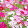 Cosmos