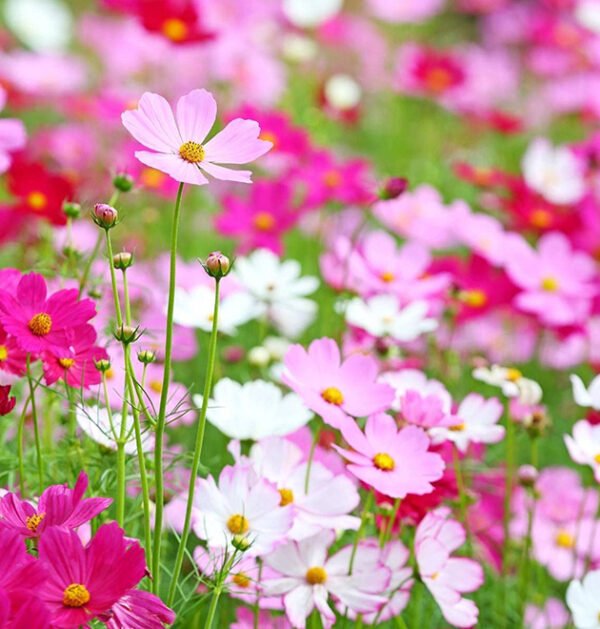 Cosmos