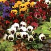 Pansy