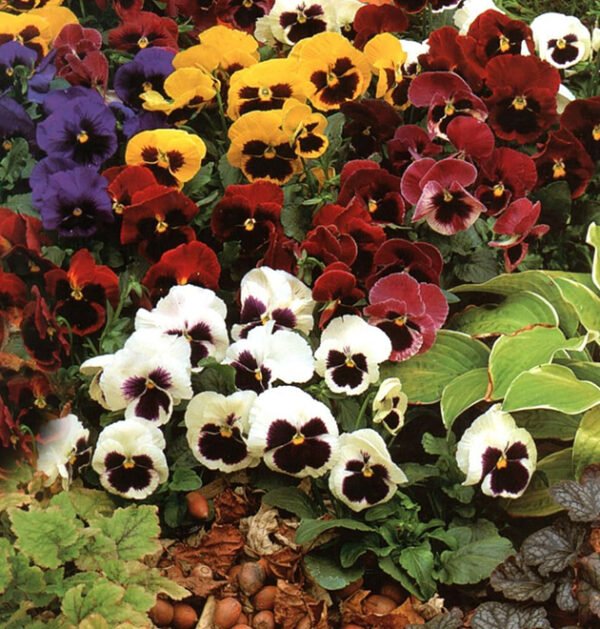 Pansy