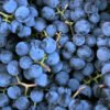 Grape