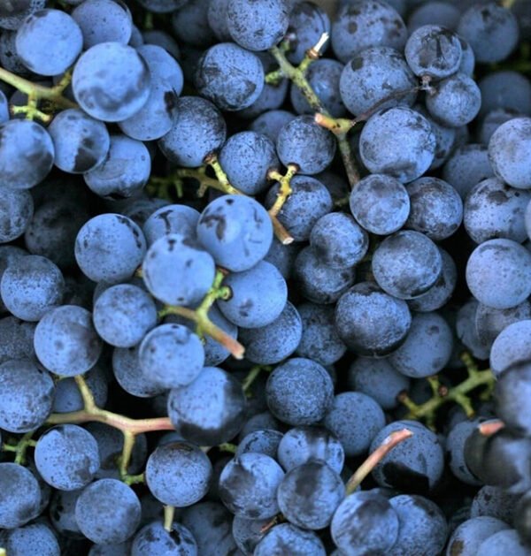 Grape