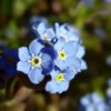 Forget Me Not