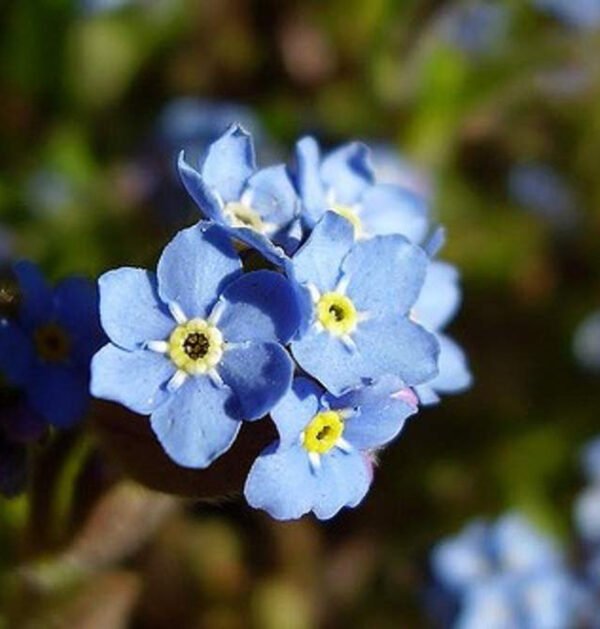 Forget Me Not