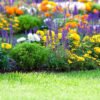 Wild Flowers