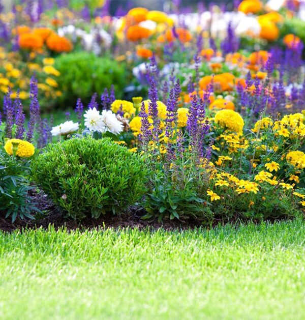 Wild Flowers