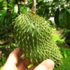 Soursop