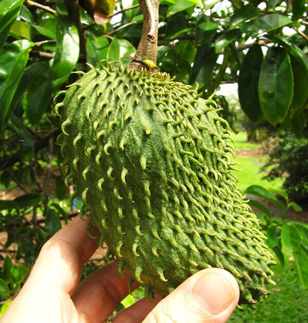 Soursop