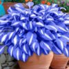 Mixed Hostas