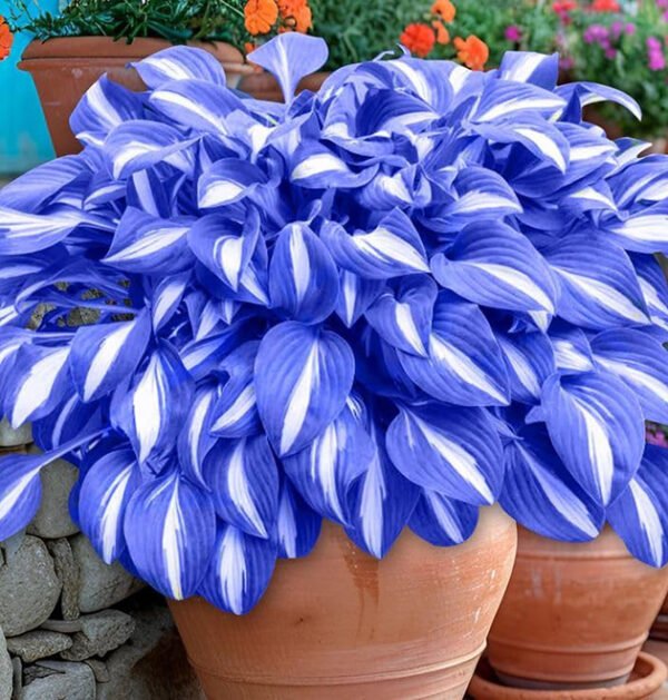 Mixed Hostas