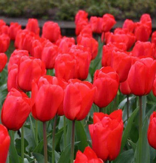 Tulip