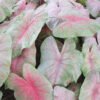Caladium Bicolor