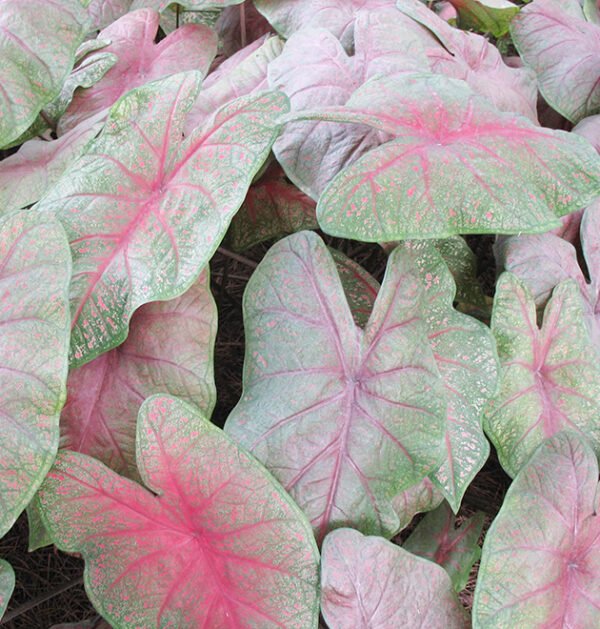 Caladium Bicolor
