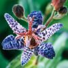 Toad lily