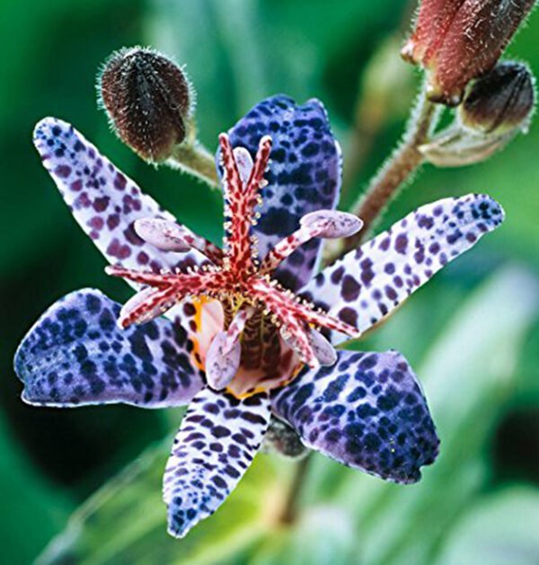 Toad lily