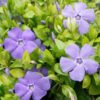 Periwinkle Small