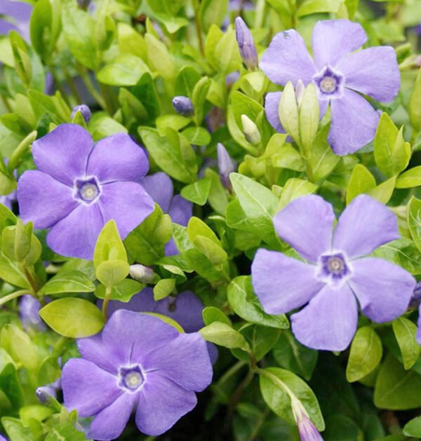 Periwinkle Small