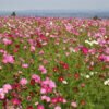 Cosmos