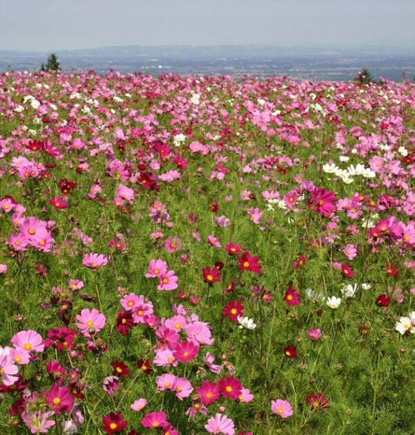 Cosmos