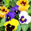 Pansy
