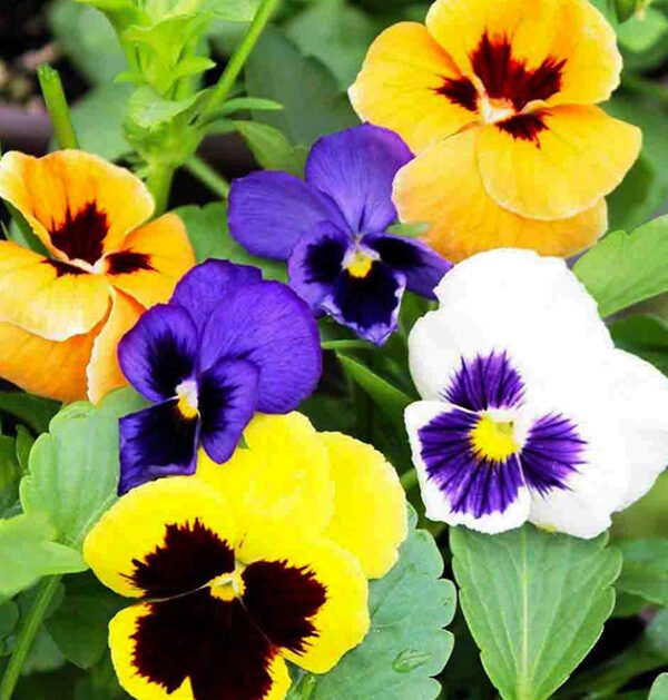 Pansy