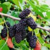 Mulberries