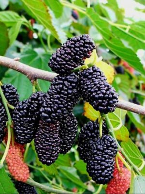 Mulberries