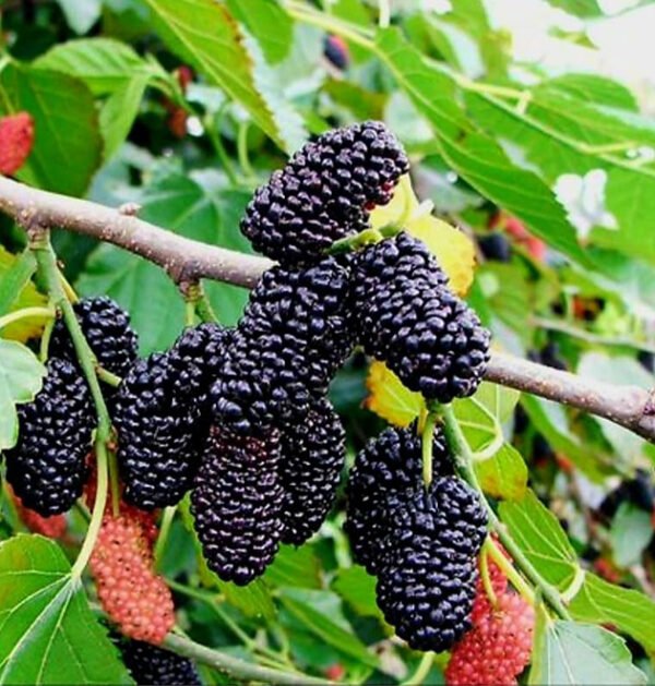 Mulberries